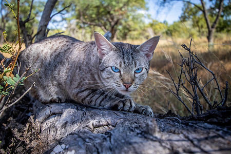 蓝眼猫在非洲抓树图片