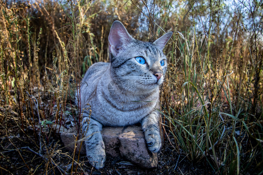 蓝眼睛猫躺在非洲草地之间图片