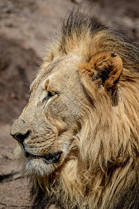 南非威尔盖凡登保留区内一只雄狮的侧脸近景图片