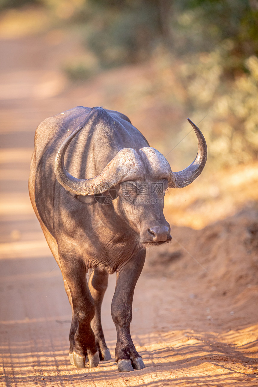 非洲水牛走向南Welgevonden游戏保留地的摄像头图片