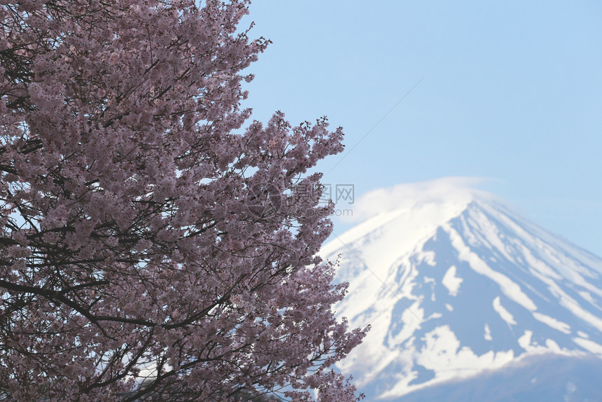 日本川口子湖边的富士山和三浦树图片