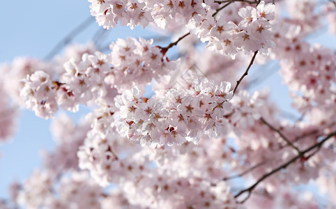 日本川国子树上的粉红樱花图片