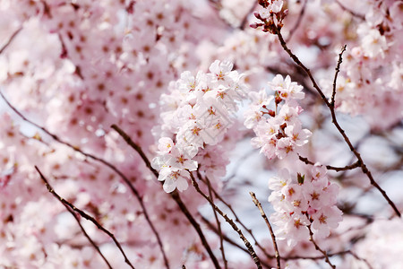 日本樱花或图片