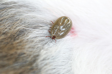 吸狗的血昆虫传播病原体高清图片