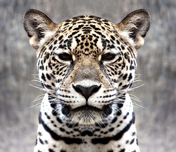 豹子用直脸盯着镜头看背景图片