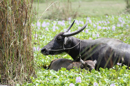 泰国水牛和Child在池塘里图片