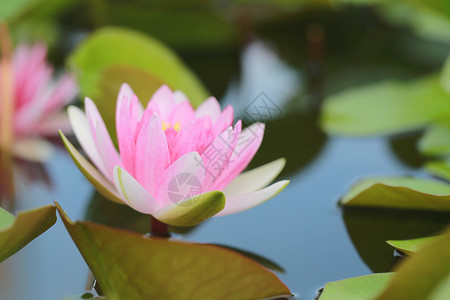 清晨开花的池塘里有粉色莲花还周围的绿叶图片