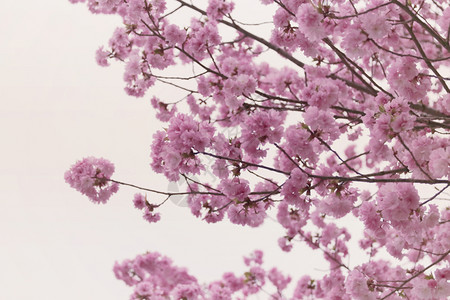 彩色的樱桃花风格背景图片