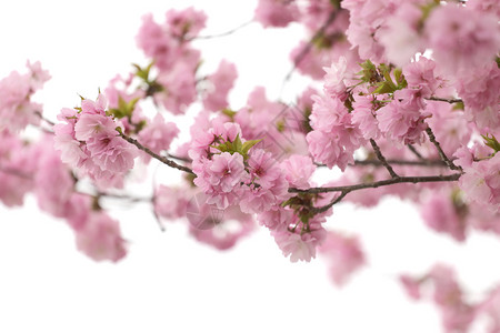 粉色的樱桃花在白色背景下图片
