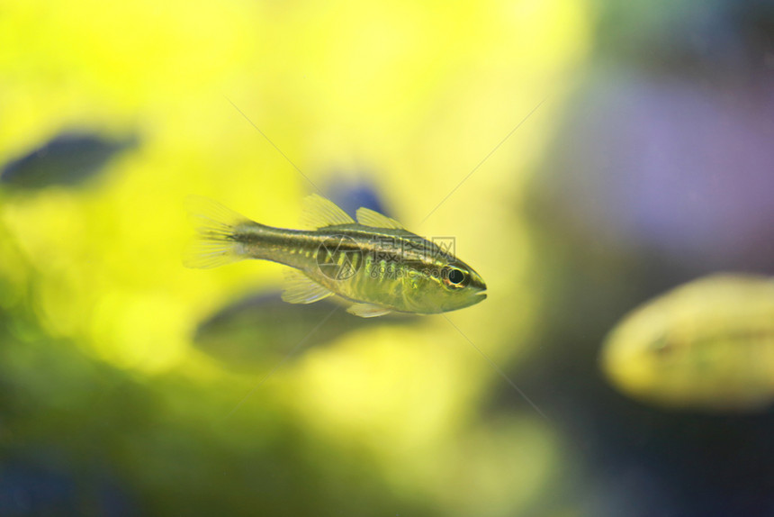 在海洋水族馆的红尾鱼或阿波戈尼希提亚鱼关闭肖像图片