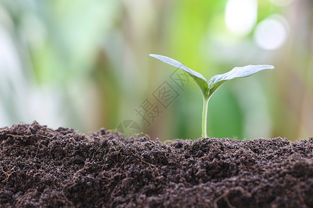 蔬菜园的土壤上青春植物或绿苗种和有机物的概念高清图片