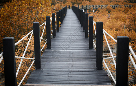 红树林中木质长道桥带秋叶对自然和环境的认识图片