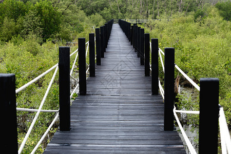 红树林中的木质大桥带绿叶自然和环境概念图片