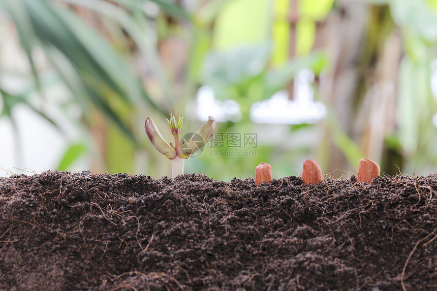 在蔬菜园的农业和种植设计概念中土壤上的花生苗图片