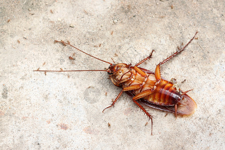 地上死着蟑螂的背景图片