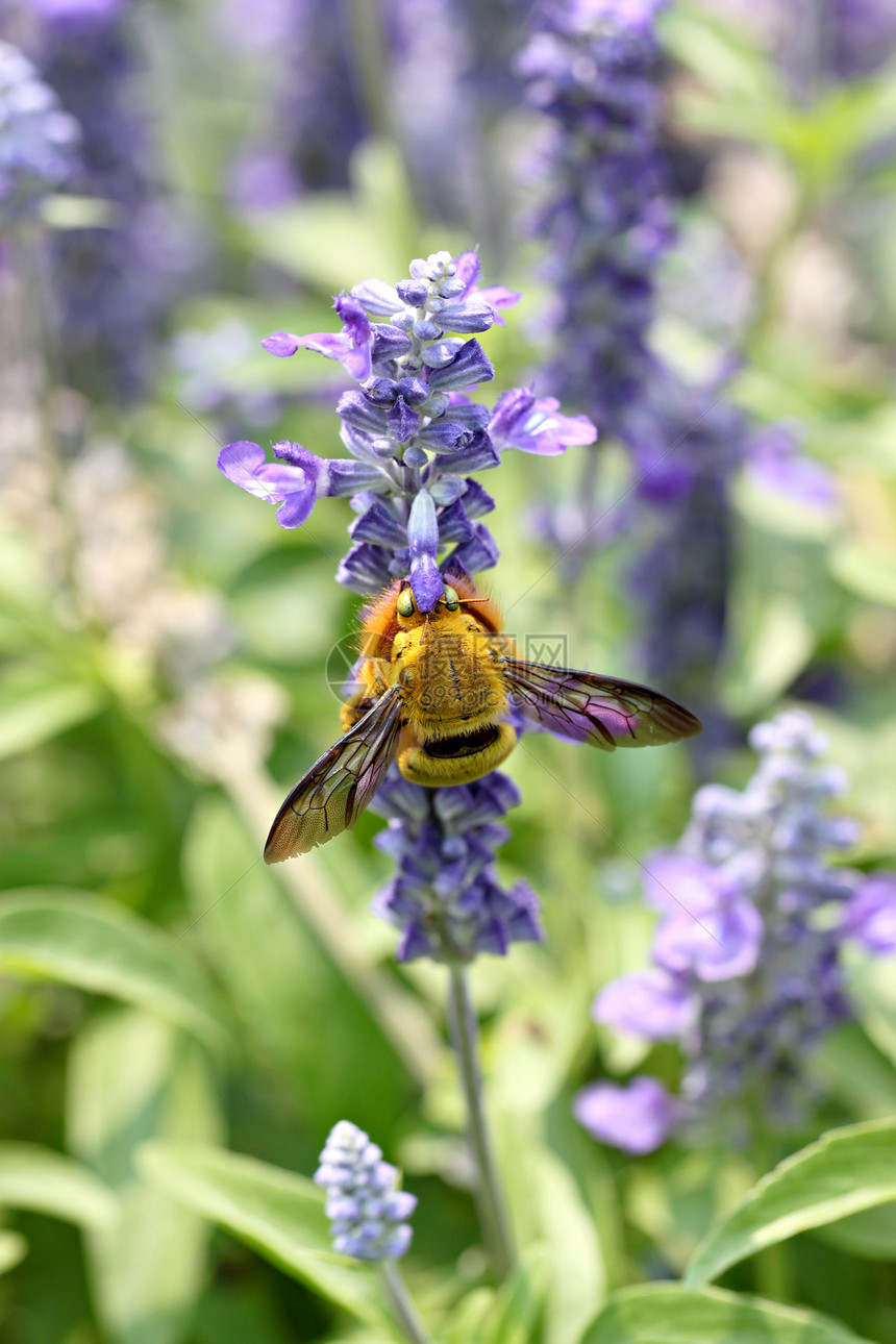 花朵在园里开黄蜂收集自然的花蜜图片