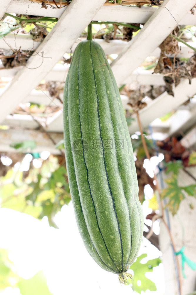 绿色的Zucchini挂在蔬菜花园图片