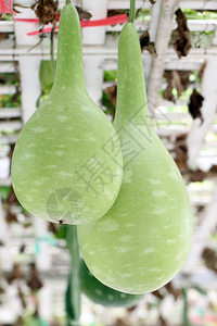 绿色冬瓜挂在蔬菜园图片