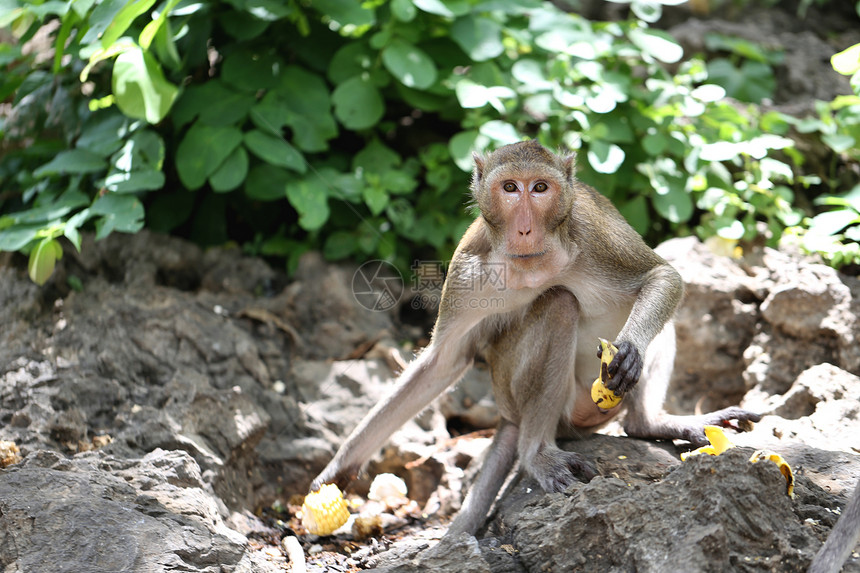 猴子在大自然中泰国动物在森林中图片