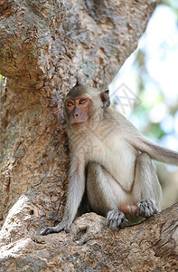 猴子在大自然中泰国动物在森林中图片