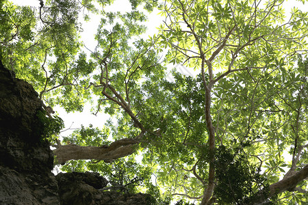 在石山上的树枝和绿叶自然背景图片
