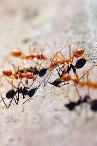 许多蚂蚁以宏观方式在木材上行走图片