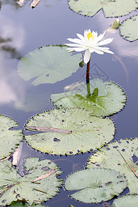 池塘里的白莲和绿叶图片