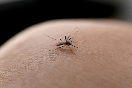 蚊子在膝盖上吸血图片