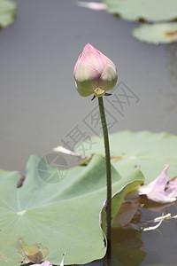 池塘里的粉色莲花芽图片