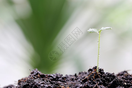 花园里的森林树苗滴水背景图片