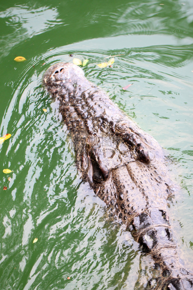 在池塘游泳的时候鳄鱼头图片
