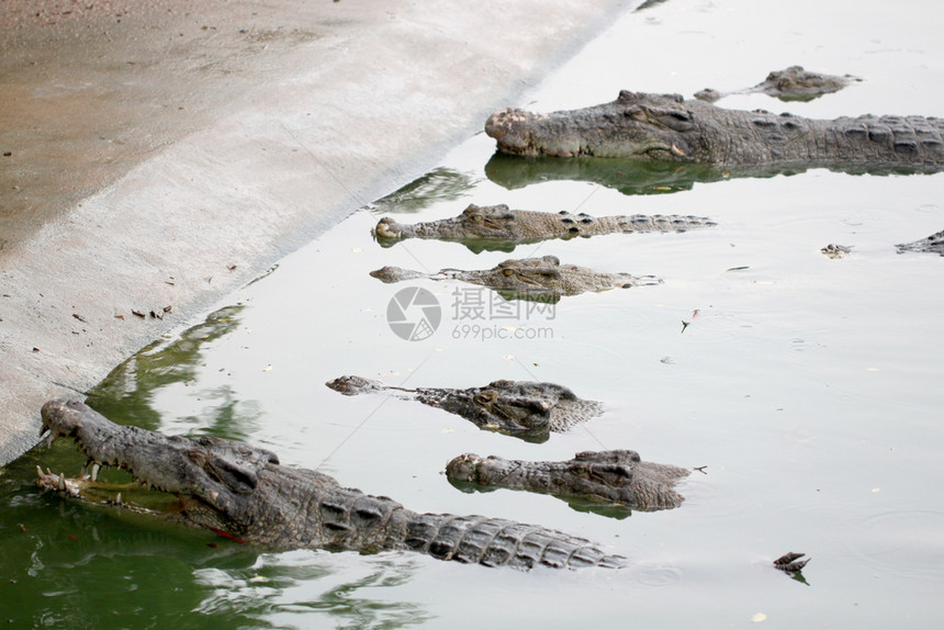 很多鳄鱼在池塘里休息图片