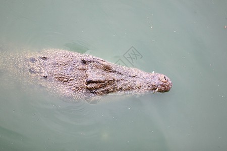 游泳时的鳄鱼头图片