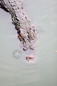 池塘中鳄鱼的淡水头图片