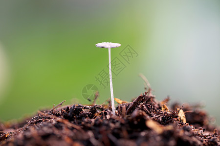 以宏观风格在地面上种植小蘑菇图片