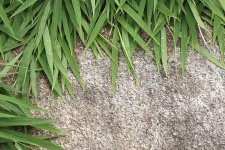 青竹子的绿叶在纹身石头背景上图片