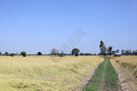 泰国农村的稻田图片