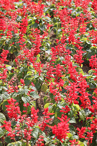 花园里冬天的红沙拉背景图片