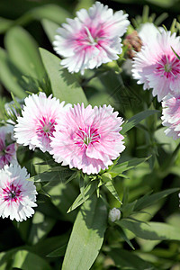 粉红扁豆花是迪安图斯本地人种背景图片