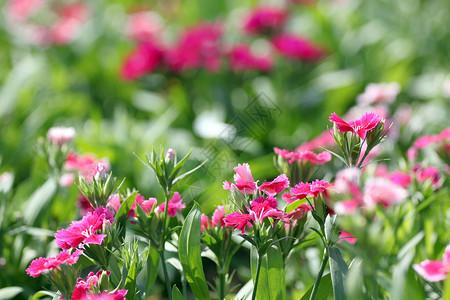 粉红色的Dianthus花是Dianthus本地的品种图片