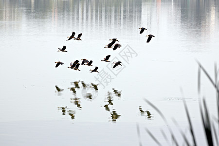 一群在沼泽上飞来的阿纳迪达人背景图片