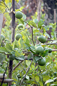 蔬菜园艺树上的绿色柠檬图片