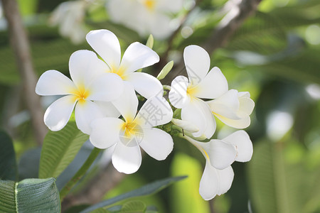 花园的树上有白梅花或fragipani花朵背景图片