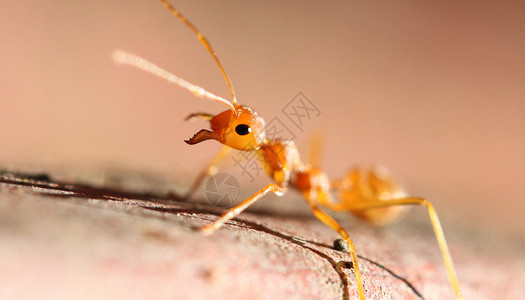 小昆虫自然宏中的红色蚂蚁背景