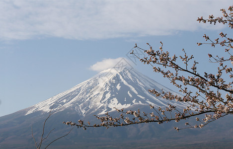 樱花没有开早上看到富士山背景图片