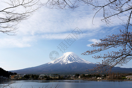日本川口子湖边的富士山和树枝图片