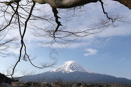 日本川口子湖边的富士山和树枝图片