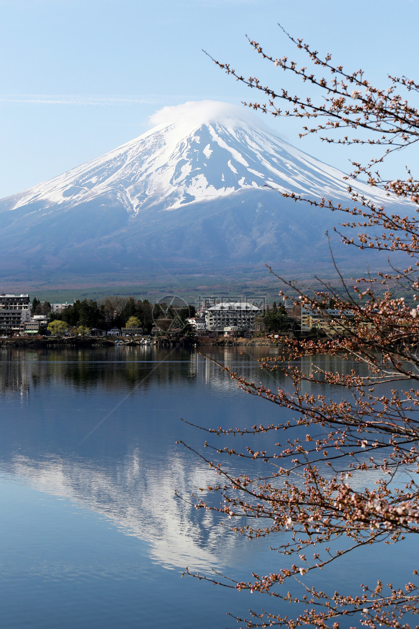 日本川口子湖边的富士山和三浦树图片