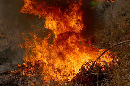夏季野火在泰国KhonKaen农村地区森林燃烧背景图片