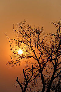 晚上日落时的树轮廓设计自然背景图片